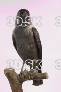 Jackdaw - Corvus monedula 0001